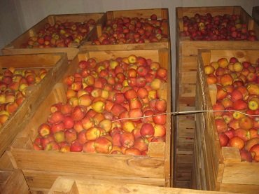 Apple Cold Storage Room