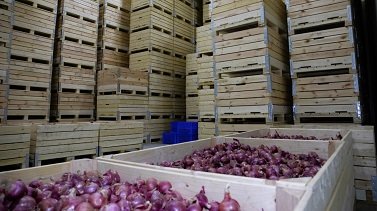 Onion Wide View